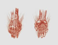 Michael Hensley Drawings, Human Hands 28